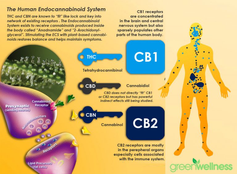 CBD’s effects on the human body and the currents state of U.S. laws