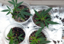 Use of Mylar Bags For Weed Dispensary: What You Need to Know Mylar bags for weed